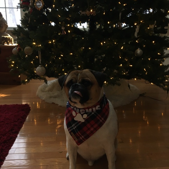 Meet your Posher, Wanda - Picture 4 of 6